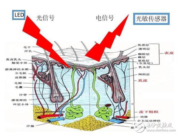 为什么通过LED灯发光就能测量心率